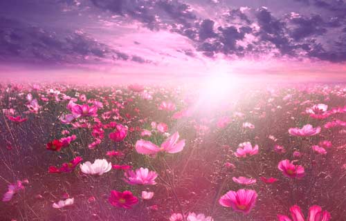 contacto-aromaterapia-barcelona